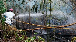 Por lograr recursos del programa Sembrando Vida, queman pastizales en Cazones