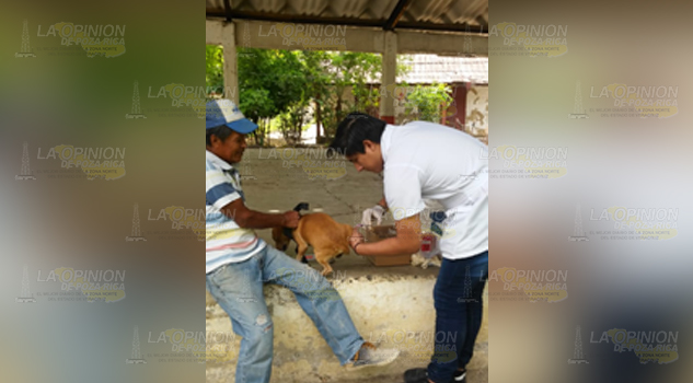 Protegen a perros y gatos contra la rabia en Cerro Azul