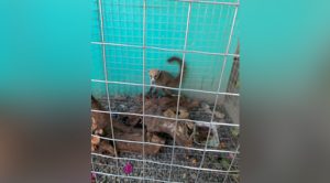 Proyectan UMA en el municipio