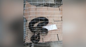 Pánico por enorme reptil en el centro de la ciudad de Álamo