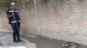 Pánico por enorme reptil en el centro de la ciudad de Álamo