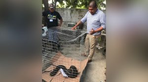 Pánico por enorme reptil en el centro de la ciudad de Álamo