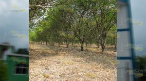 Racionan el agua en comunidades de Álamo Racionan el agua en comunidades de Álamo