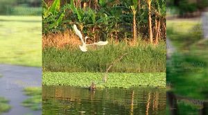 Se extiende plaga verde en cuerpos de agua en Tuxpan Se extiende plaga verde en cuerpos de agua en Tuxpan