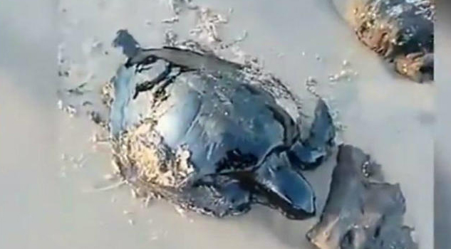 Varias tortugas aparecen cubiertas de petróleo en la costa de Brasil