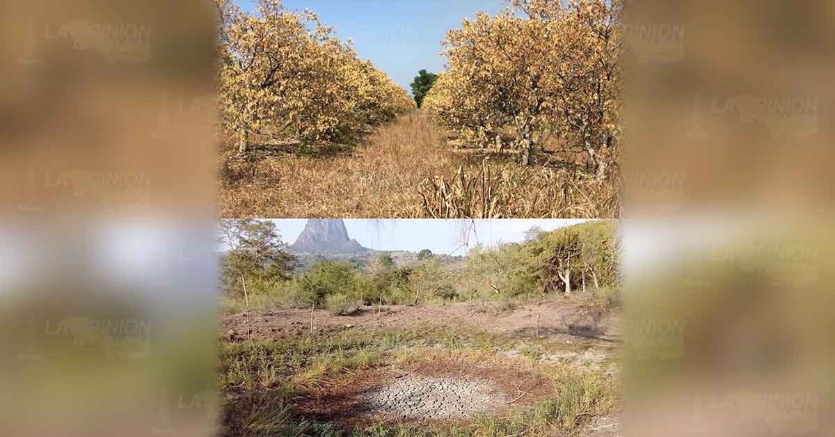 Cuantifican los estragos al campo en Álamo
