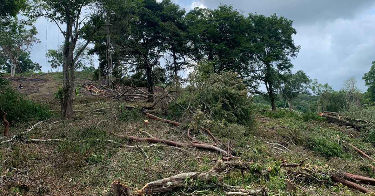 Descubren a familia que taló cincuenta árboles para ingresar a programa federal
