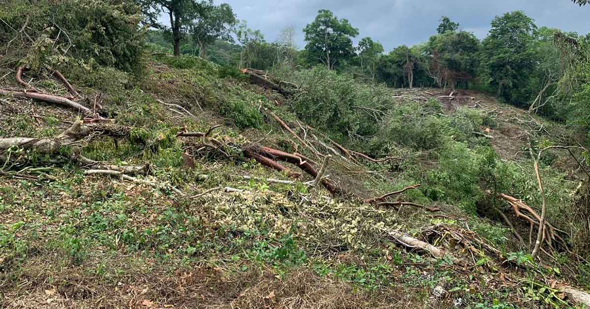 Descubren a familia que taló cincuenta árboles para ingresar a programa federal
