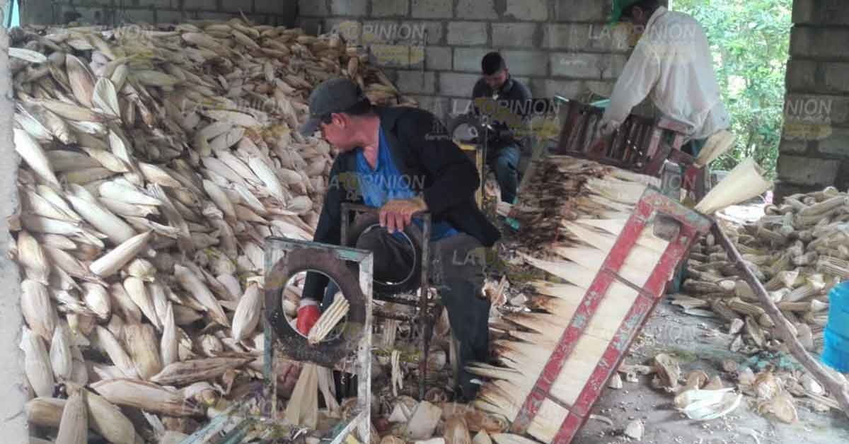 Logran productores de la región Tuxpan precio de garantía para el maíz