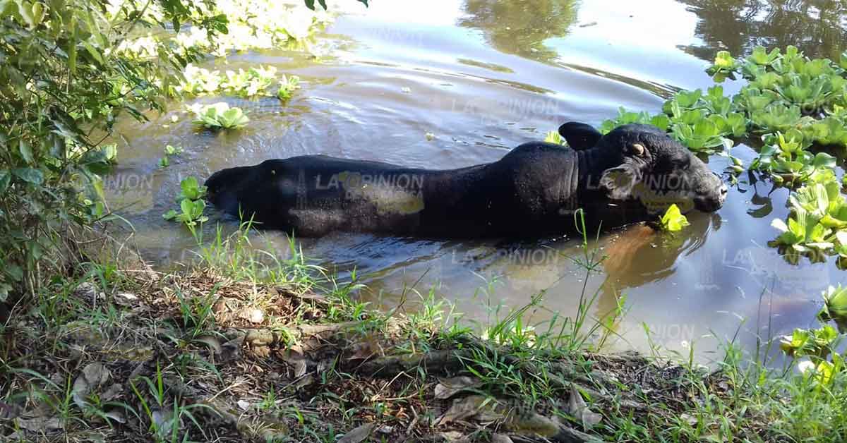 Toro queda atorado en Ciénegas del Fuerte