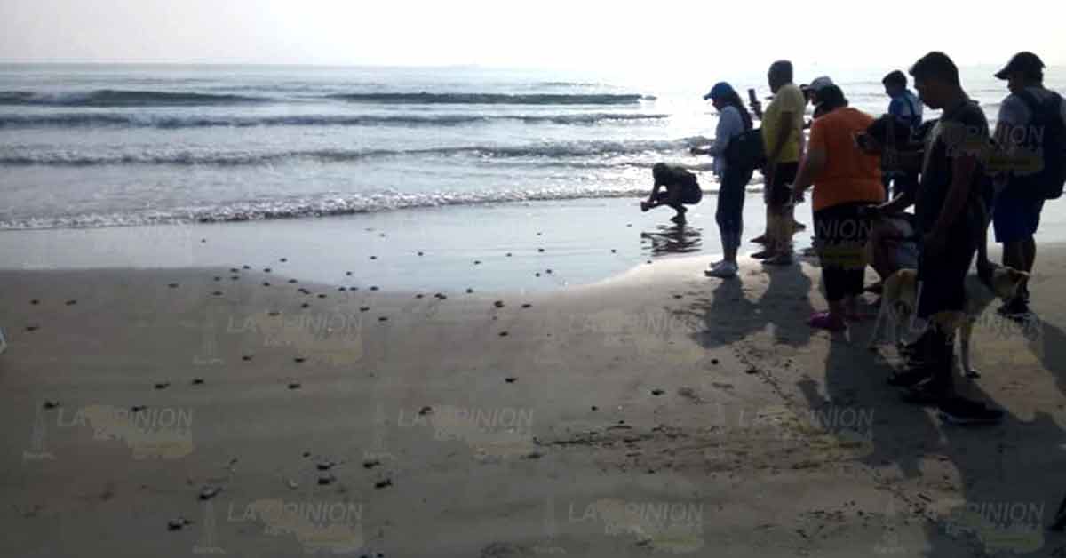 Esperan llegada de más tortugas al sur de las playas tuxpeñas