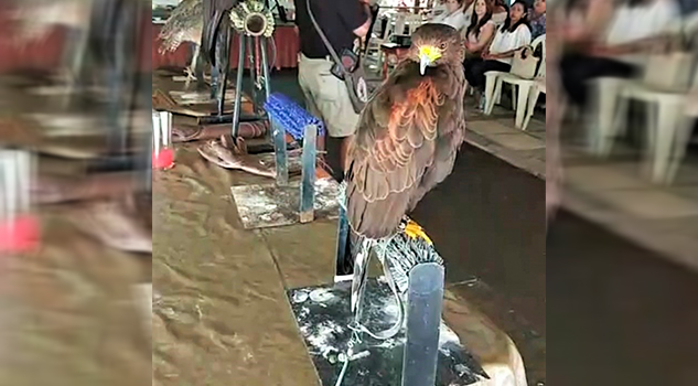 Águila Real, emblema nacional, en riesgo de desaparecer, advierte biólogo en Tuxpan Águila Real, emblema nacional, en riesgo de desaparecer, advierte biólogo en Tuxpan