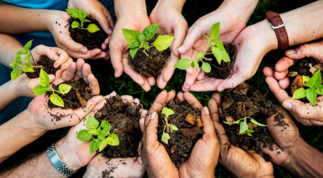 Urge plantar un billón de árboles para salvar el planeta