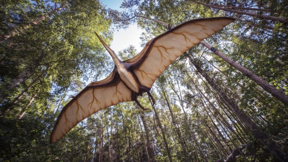 Hallan restos de nueva especie de reptil volador prehistórico en Australia