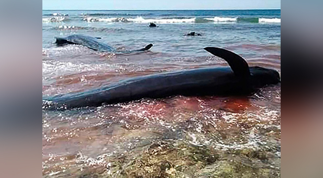 Hallan 7 ballenas muertas en playa de Indonesia