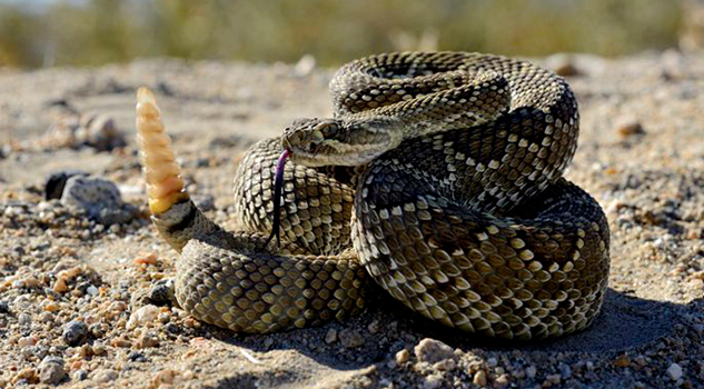 "La serpiente"