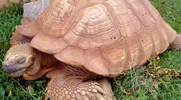 Alagba, la tortuga más antigua de África, muere a los 344 años Alagba, la tortuga más antigua de África, muere a los 344 años
