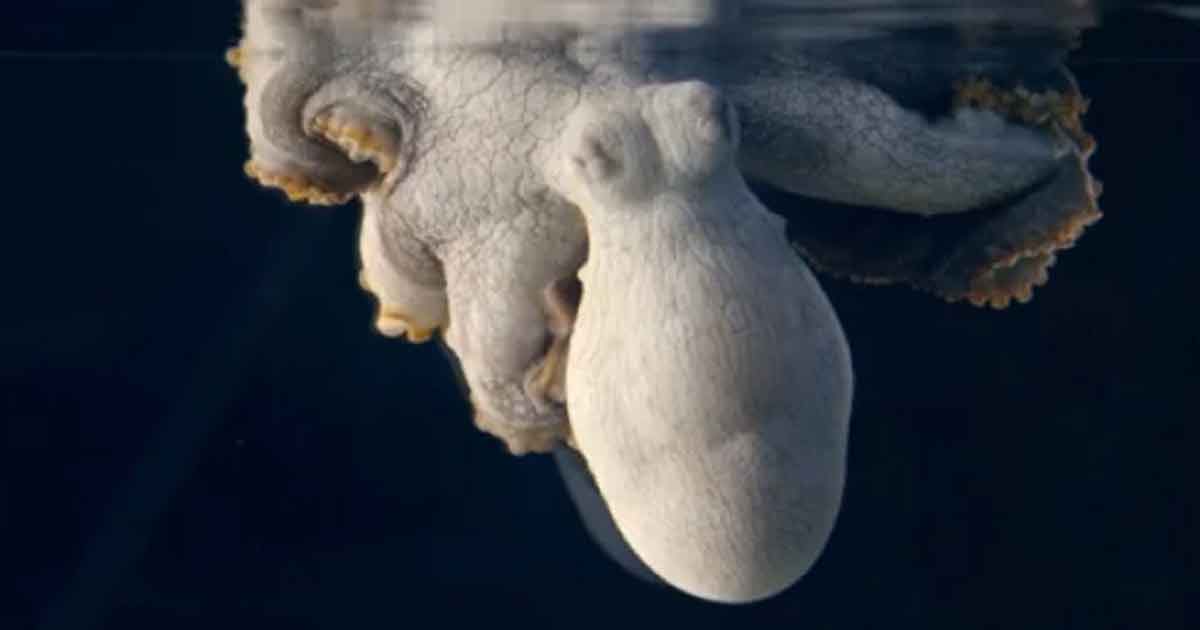 Los fascinantes cambios de color de un pulpo mientras sueña. (Vídeo)