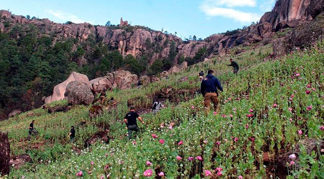 Destruyen campos de amapola y mariguana en Chihuahua Destruyen campos de amapola y mariguana en Chihuahua