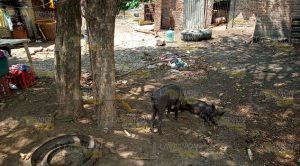 Detectan granja clandestina en comunidad de Papantla Detectan granja clandestina en comunidad de Papantla