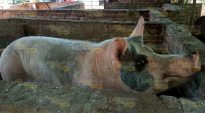 Detectan granja clandestina en comunidad de Papantla Detectan granja clandestina en comunidad de Papantla