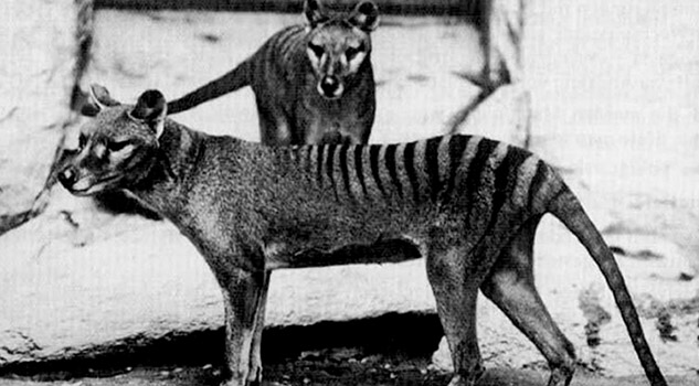 El tigre de Tasmania podría no haberse extinguido El tigre de Tasmania podría no haberse extinguido