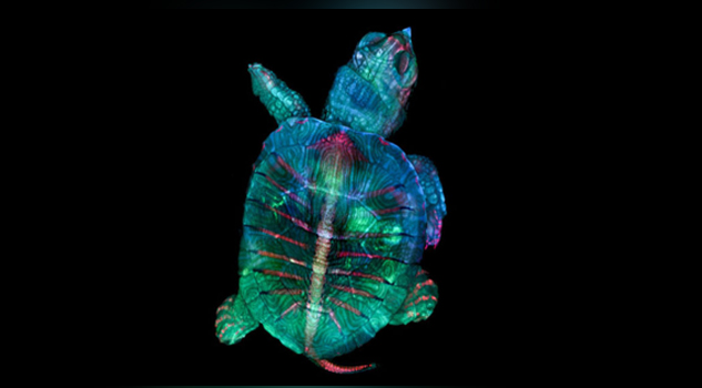 Embrión de tortuga fluorescente gana concurso fotográfico microscópico