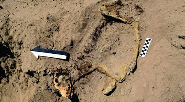 Hallan en Perú restos óseos de un perrito de hace más de mil años