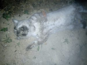 Matanza de perros y gatos genera psicosis en Cazones de Herrera Matanza de perros y gatos genera psicosis en Cazones de Herrera