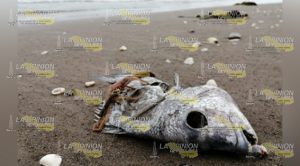 Mortandad de peces en Playa Azul de Cazones