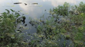 Mortandad de peces en el río