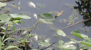 Mortandad de peces en el río