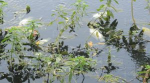 Mortandad de peces en el río