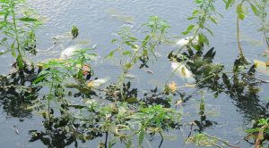 Mortandad de peces en el río Pantepec alarma a la comunidad La Tortuga Mortandad de peces en el río Pantepec alarma a la comunidad La Tortuga