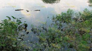 Mortandad de peces en el río Pantepec alarma a la comunidad La Tortuga Mortandad de peces en el río Pantepec alarma a la comunidad La Tortuga