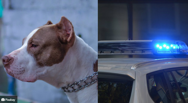 Perro pitbull muerde a niño de 5 años