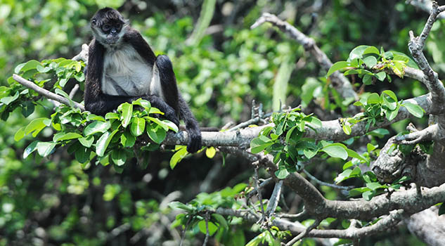 Se acaba la selva de Los Tuxtlas Se acaba la selva de Los Tuxtlas