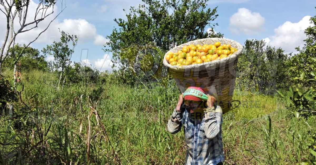 Con buenos precios inicia corte de cítricos