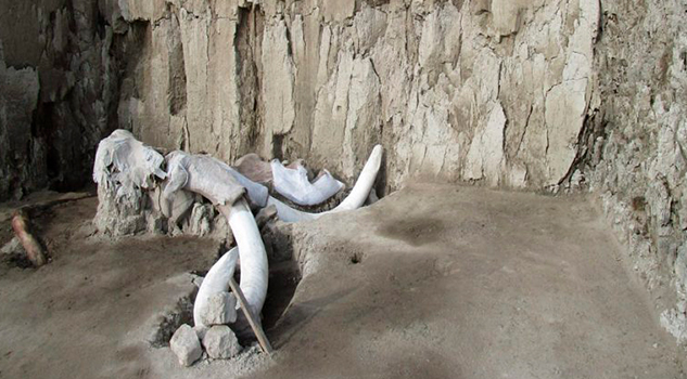 Restos de Mamut son encontrados en Tultepec por el INAH