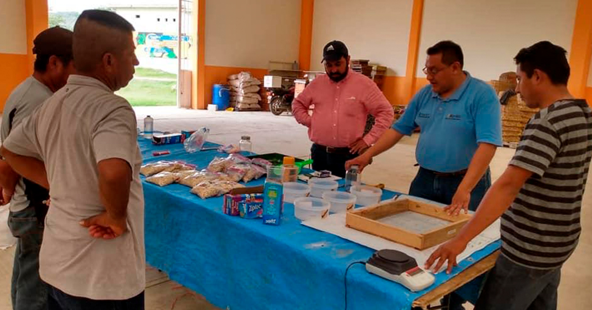 Generan tratamiento para la conservación de granos
