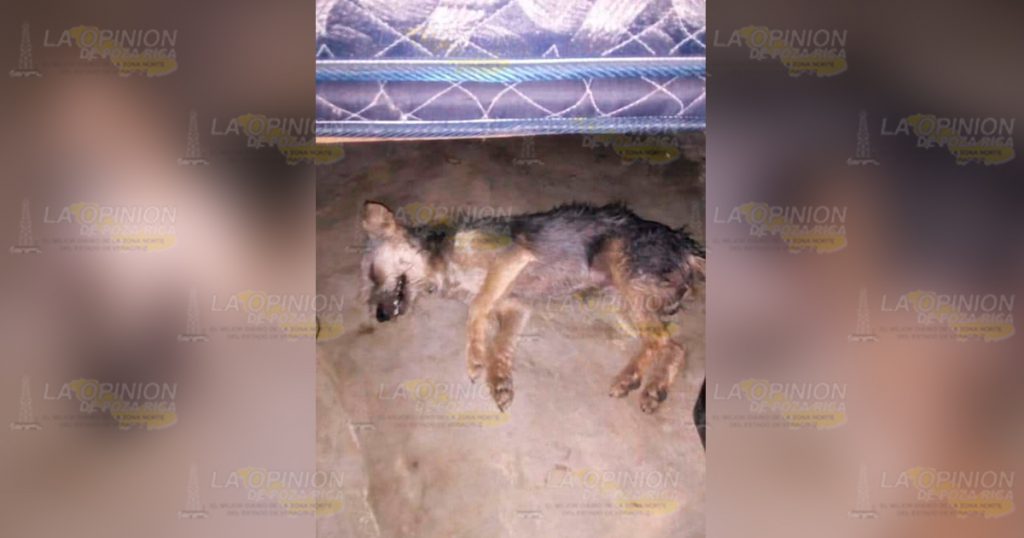 Envenenan animales domésticos en Coyutla