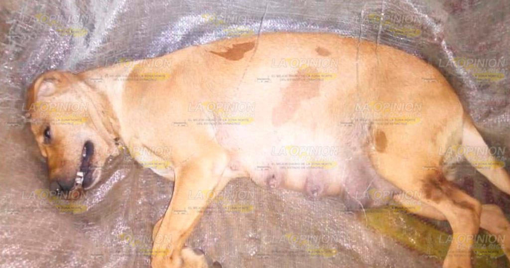 Envenenan animales domésticos en Coyutla