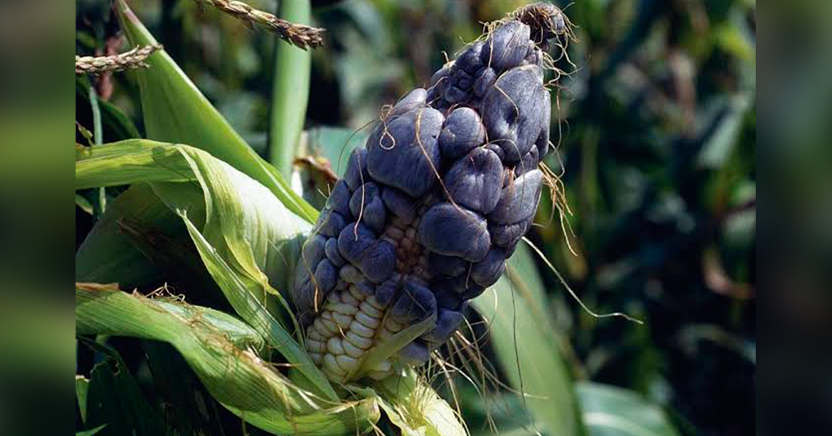 El huitlacoche el hongo doméstico de la milpa