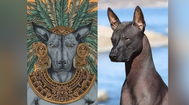 Xoloitzcuintle, El guía de la muerte