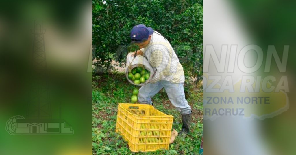 Nulo apoyo a citricultores