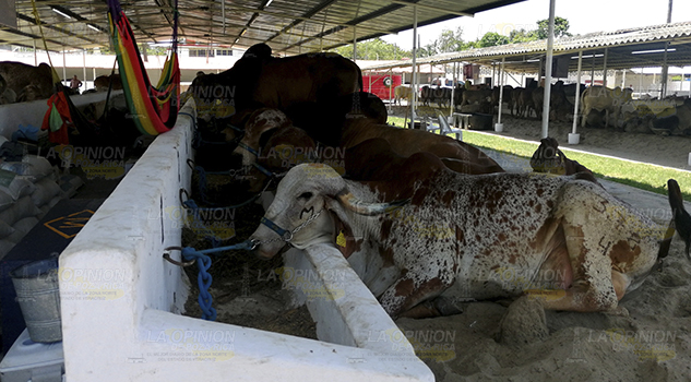 Ponen alto a rabia bovina