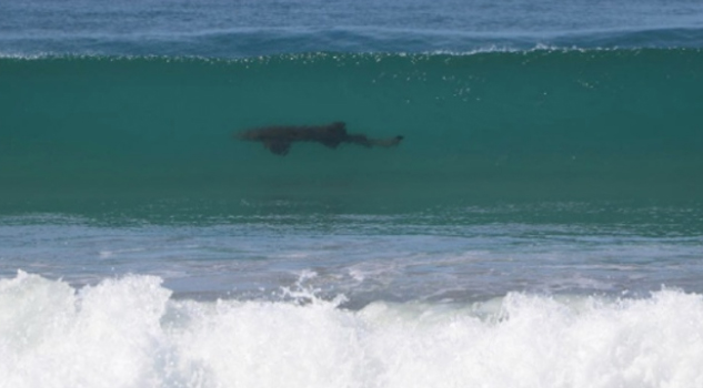 Captaron un tiburón durante competencia de surf en Oaxaca