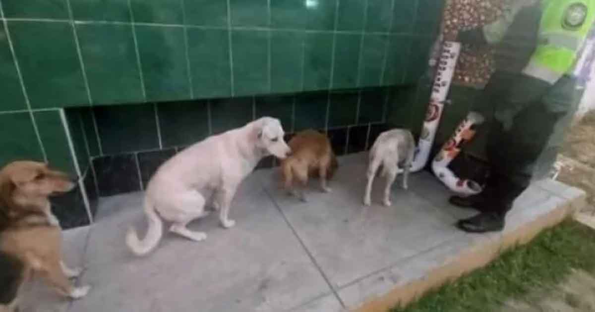 Perros sin hogar hacen cola para poder alimentarse en dispensadores instalados por policías en Perú