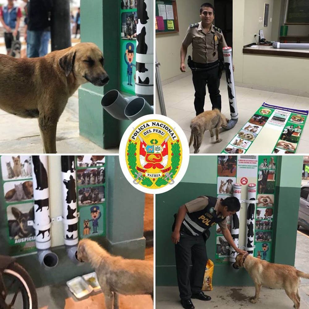 Perros sin hogar hacen cola para poder alimentarse en dispensadores instalados por policías en Perú