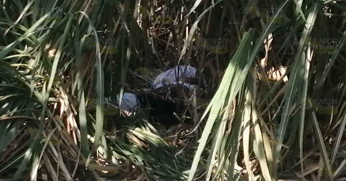 Encuentran 3 cuerpos degollados al interior de parcela de caña.